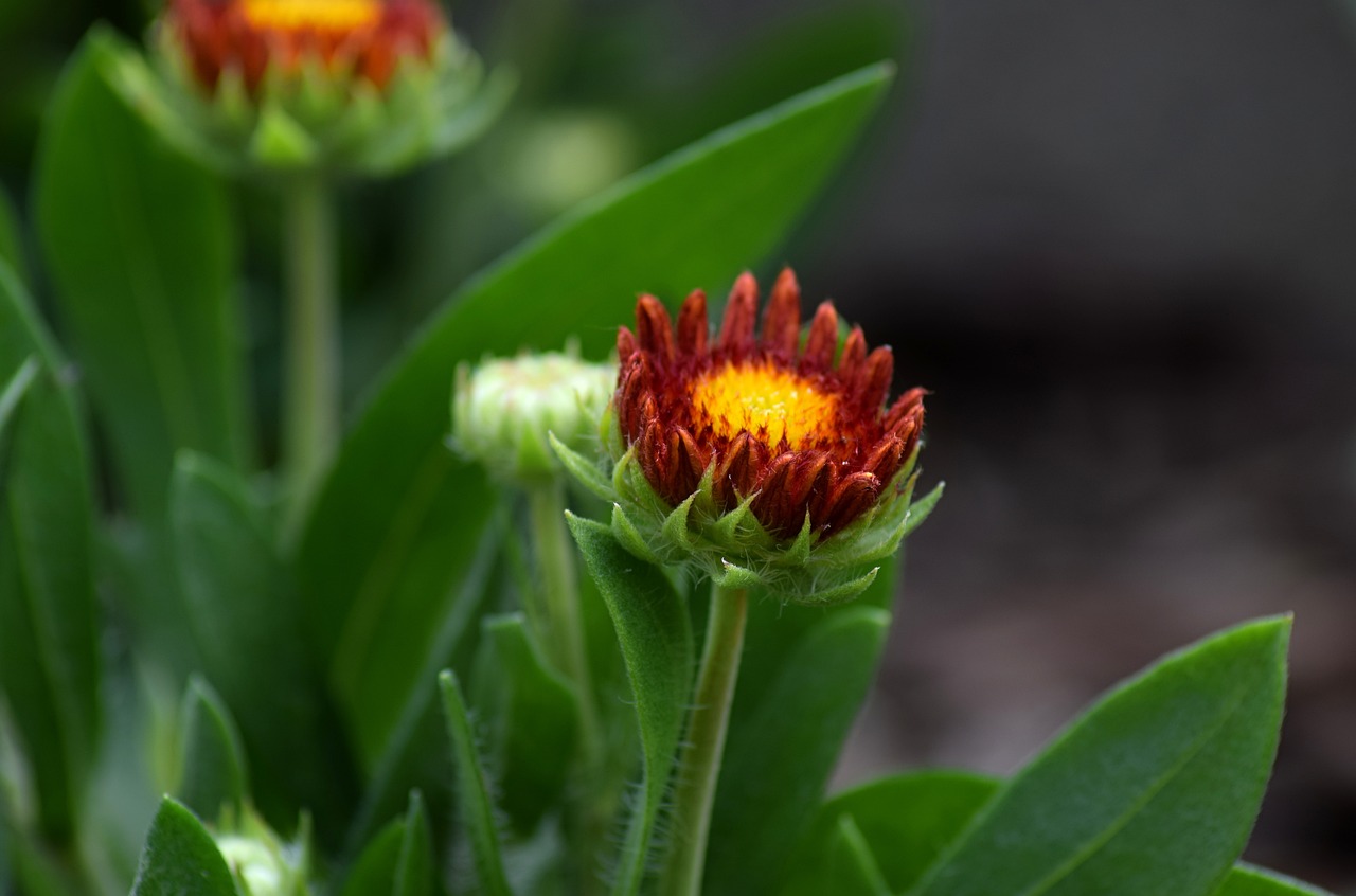 Best Flowers to Plant in Every Season
